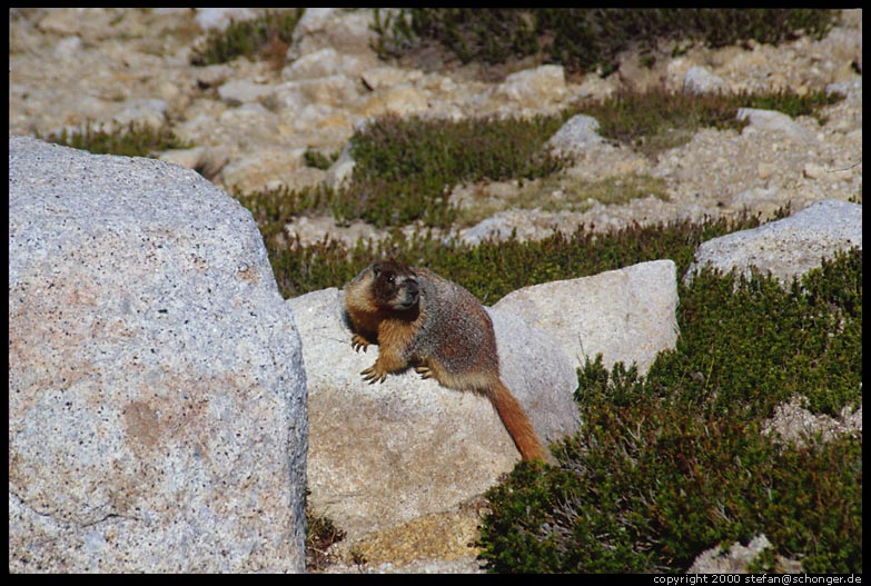 Marmot. Yosemite NP, CA, Aug 2000